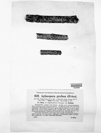 Image of Massaria anomia